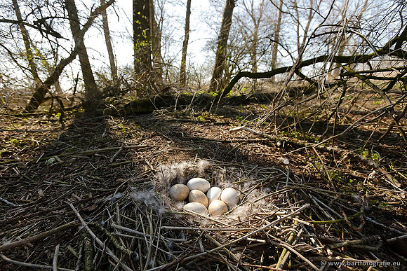 Ganzen en Zwanen, Bart Fotografie-279