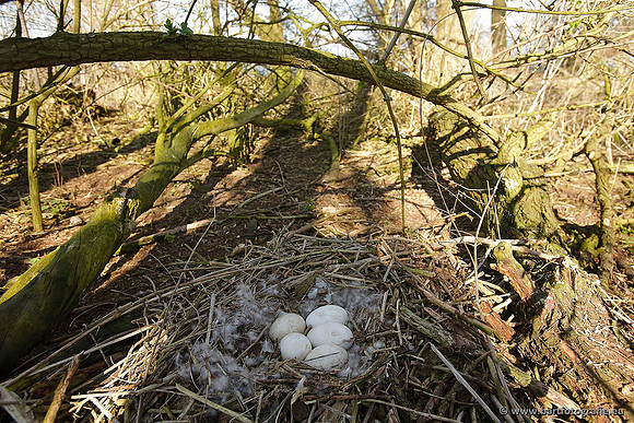 Ganzen en Zwanen, Bart Fotografie-281