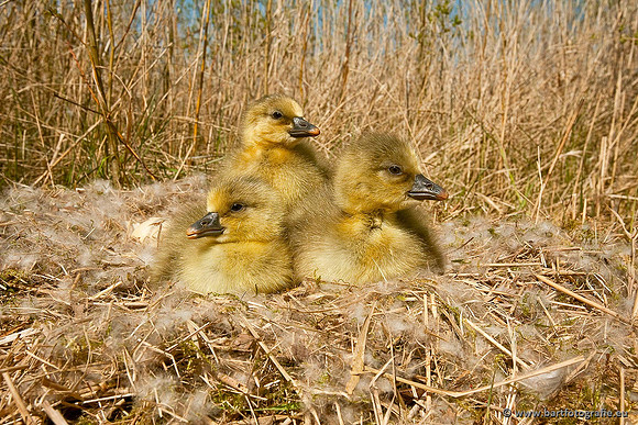 Ganzen en Zwanen, Bart Fotografie-288