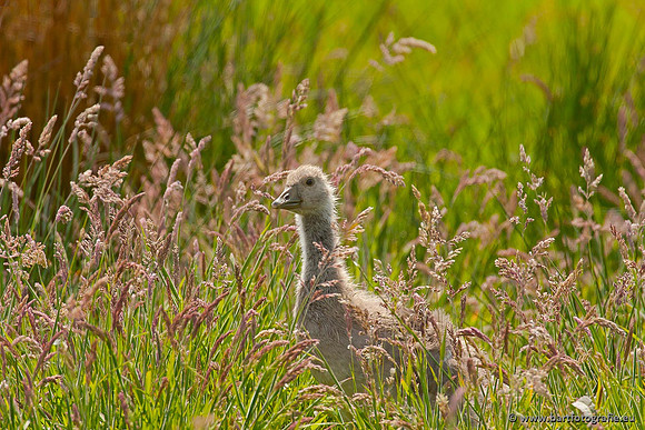 Ganzen en Zwanen, Bart Fotografie-293