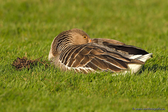 Ganzen en Zwanen, Bart Fotografie-296