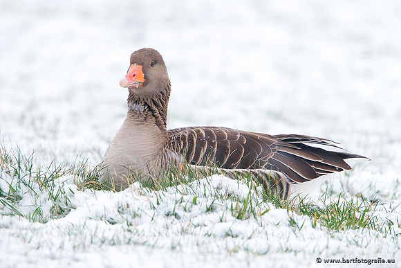 Ganzen en Zwanen, Bart Fotografie-297