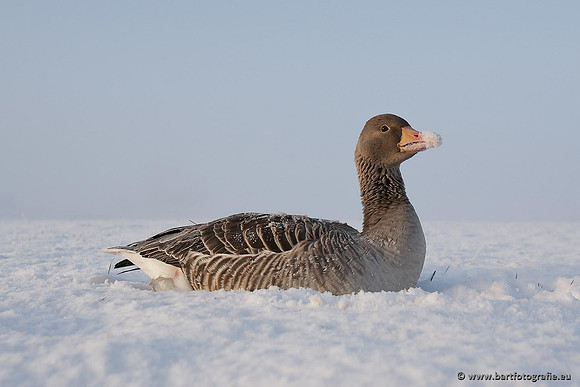 Ganzen en Zwanen, Bart Fotografie-299