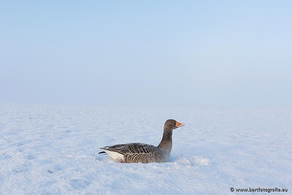 Ganzen en Zwanen, Bart Fotografie-301