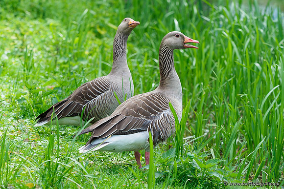 Ganzen en Zwanen, Bart Fotografie-304