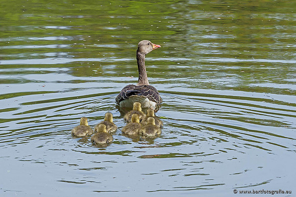 Ganzen en Zwanen, Bart Fotografie-305