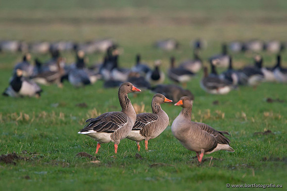 Ganzen en Zwanen, Bart Fotografie-306