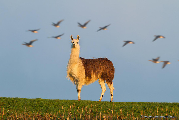 Ganzen en Zwanen, Bart Fotografie-308