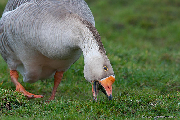 Ganzen en Zwanen, Bart Fotografie-309