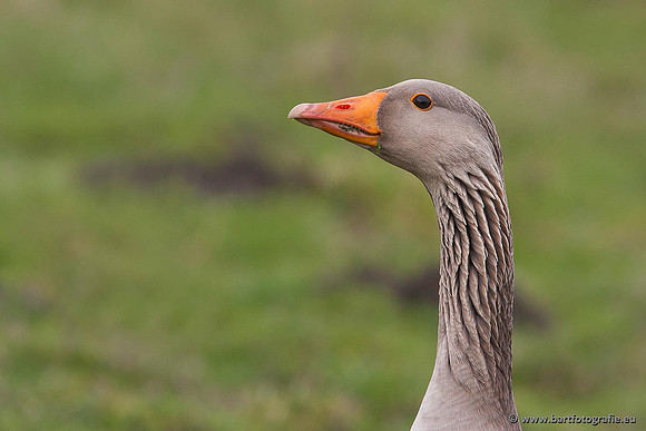 Ganzen en Zwanen, Bart Fotografie-310