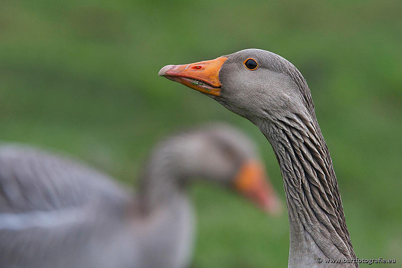 Ganzen en Zwanen, Bart Fotografie-311