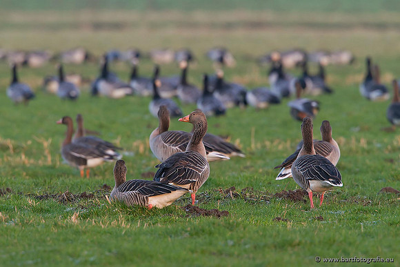 Ganzen en Zwanen, Bart Fotografie-307