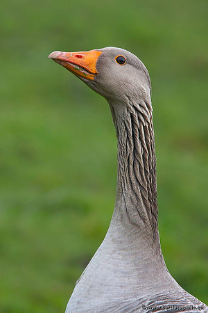 Ganzen en Zwanen, Bart Fotografie-312