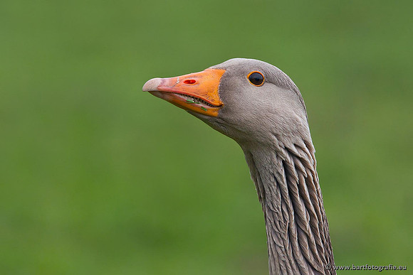 Ganzen en Zwanen, Bart Fotografie-313