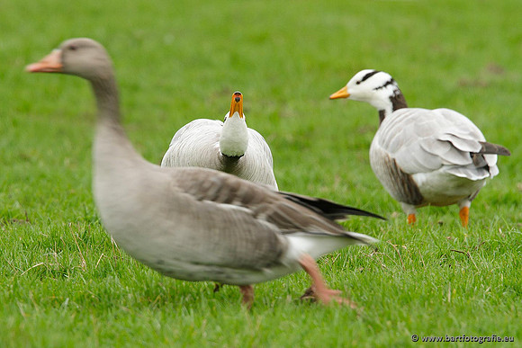 Ganzen en Zwanen, Bart Fotografie-314