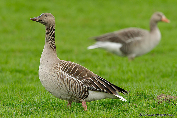 Ganzen en Zwanen, Bart Fotografie-315