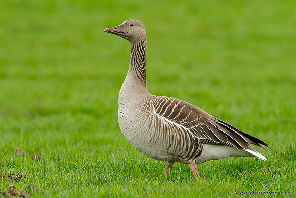 Ganzen en Zwanen, Bart Fotografie-316
