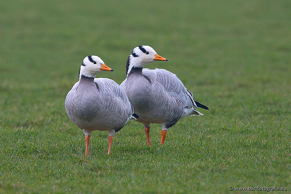 Ganzen en Zwanen, Bart Fotografie-317