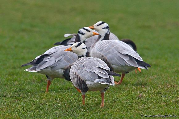 Ganzen en Zwanen, Bart Fotografie-318