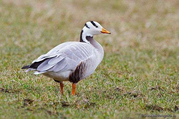 Ganzen en Zwanen, Bart Fotografie-319