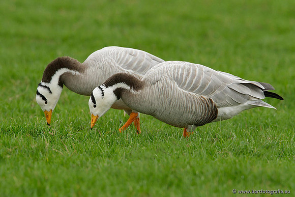 Ganzen en Zwanen, Bart Fotografie-320