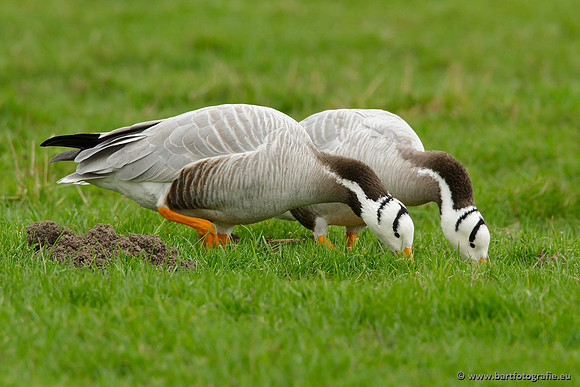 Ganzen en Zwanen, Bart Fotografie-322