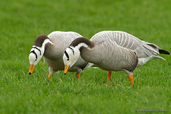 Ganzen en Zwanen, Bart Fotografie-321