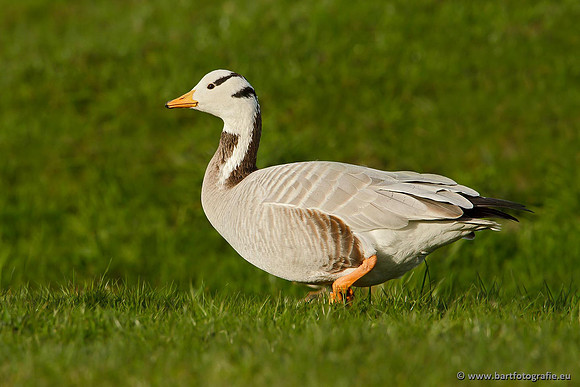 Ganzen en Zwanen, Bart Fotografie-323
