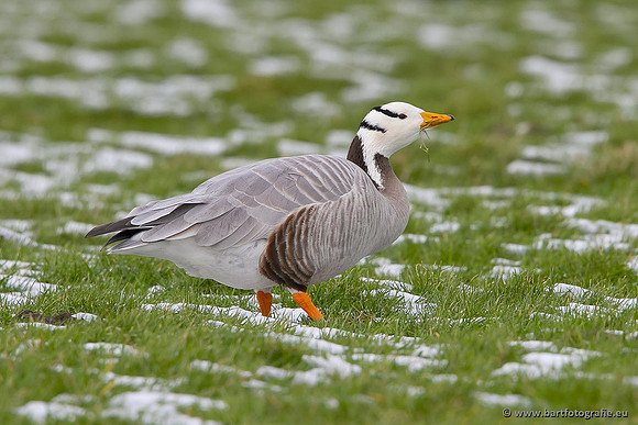 Ganzen en Zwanen, Bart Fotografie-324