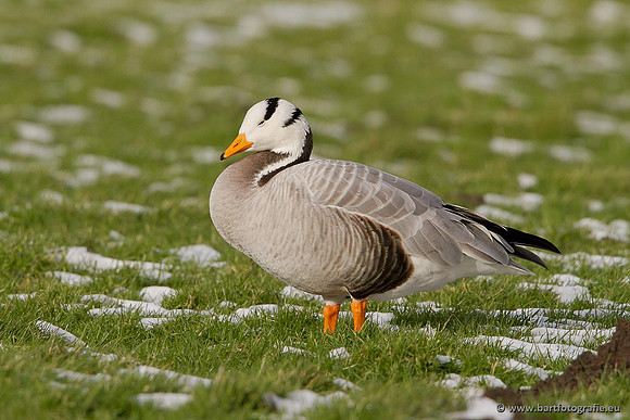 Ganzen en Zwanen, Bart Fotografie-325