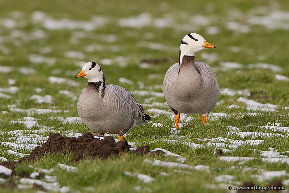 Ganzen en Zwanen, Bart Fotografie-326