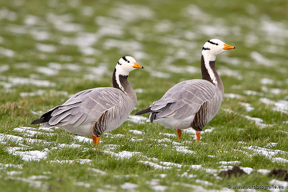 Ganzen en Zwanen, Bart Fotografie-328