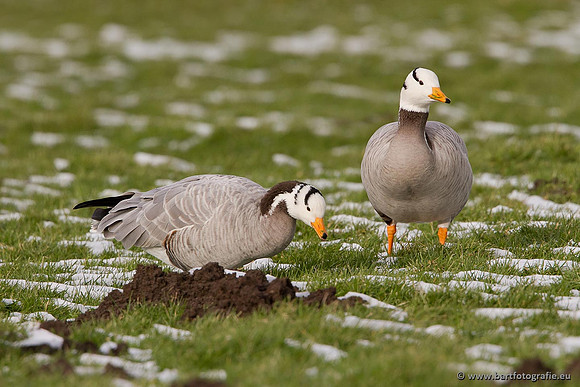 Ganzen en Zwanen, Bart Fotografie-327