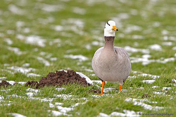 Ganzen en Zwanen, Bart Fotografie-329