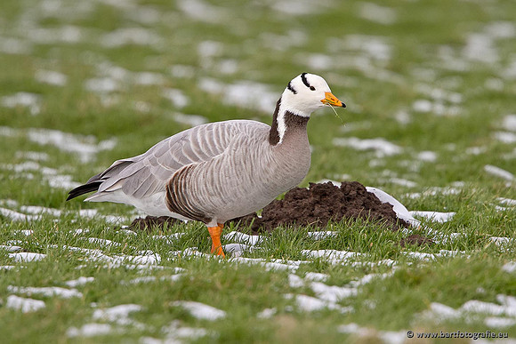Ganzen en Zwanen, Bart Fotografie-330