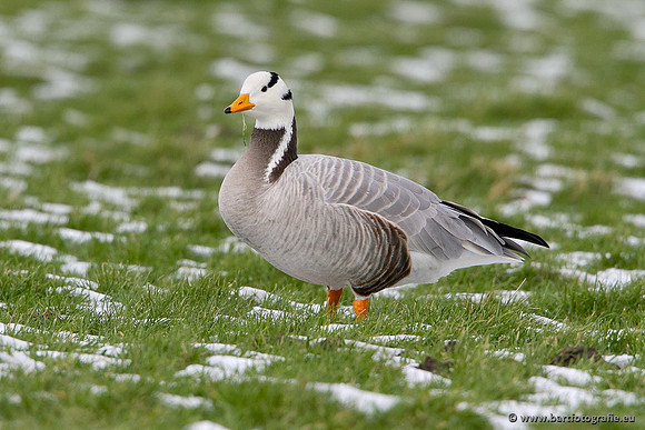 Ganzen en Zwanen, Bart Fotografie-331
