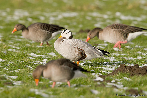 Ganzen en Zwanen, Bart Fotografie-333