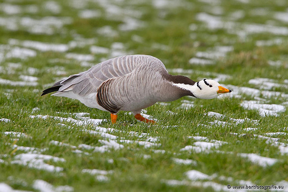 Ganzen en Zwanen, Bart Fotografie-332