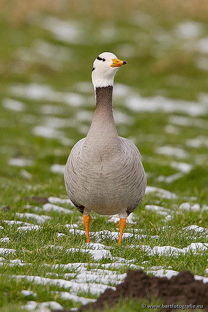 Ganzen en Zwanen, Bart Fotografie-334
