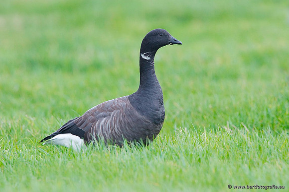 Ganzen en Zwanen, Bart Fotografie-335