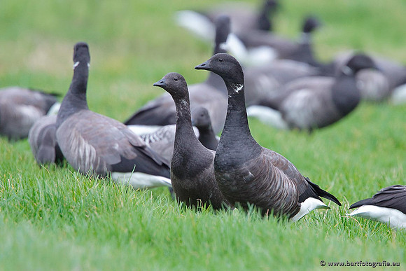 Ganzen en Zwanen, Bart Fotografie-336