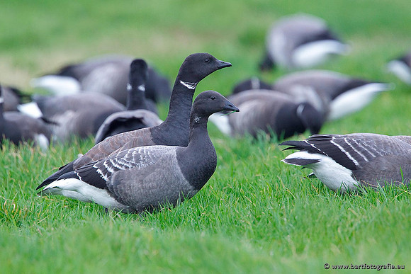 Ganzen en Zwanen, Bart Fotografie-338