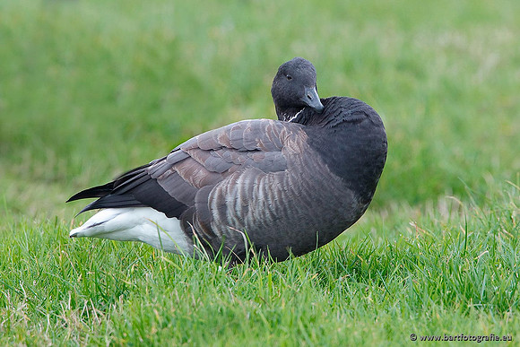 Ganzen en Zwanen, Bart Fotografie-339