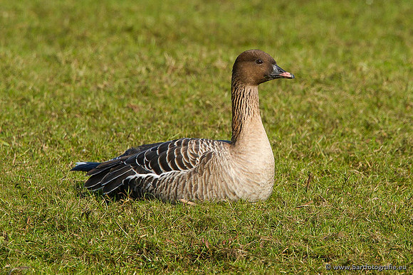 Ganzen en Zwanen, Bart Fotografie-342