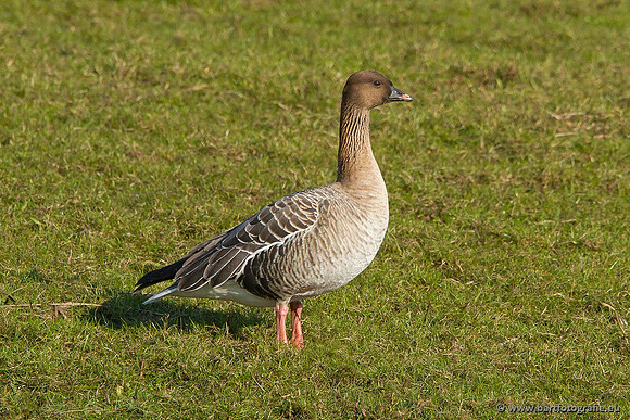 Ganzen en Zwanen, Bart Fotografie-343