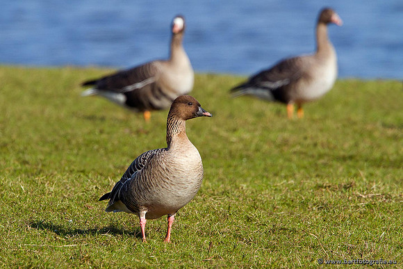 Ganzen en Zwanen, Bart Fotografie-341