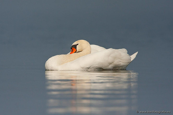 Ganzen en Zwanen, Bart Fotografie-346