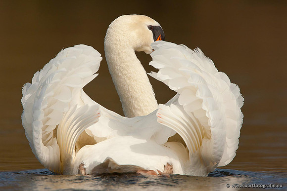 Ganzen en Zwanen, Bart Fotografie-347