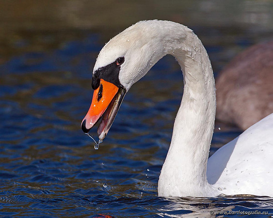 Ganzen en Zwanen, Bart Fotografie-348