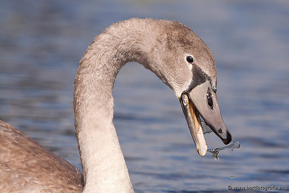 Ganzen en Zwanen, Bart Fotografie-349